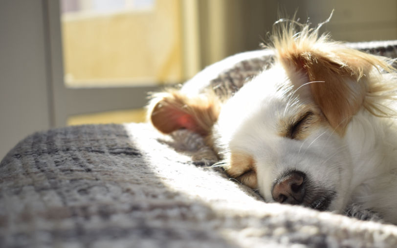 Animal Communication Booking