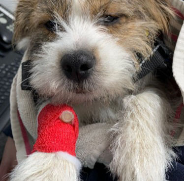 Marg, Jed, Remy & Hope